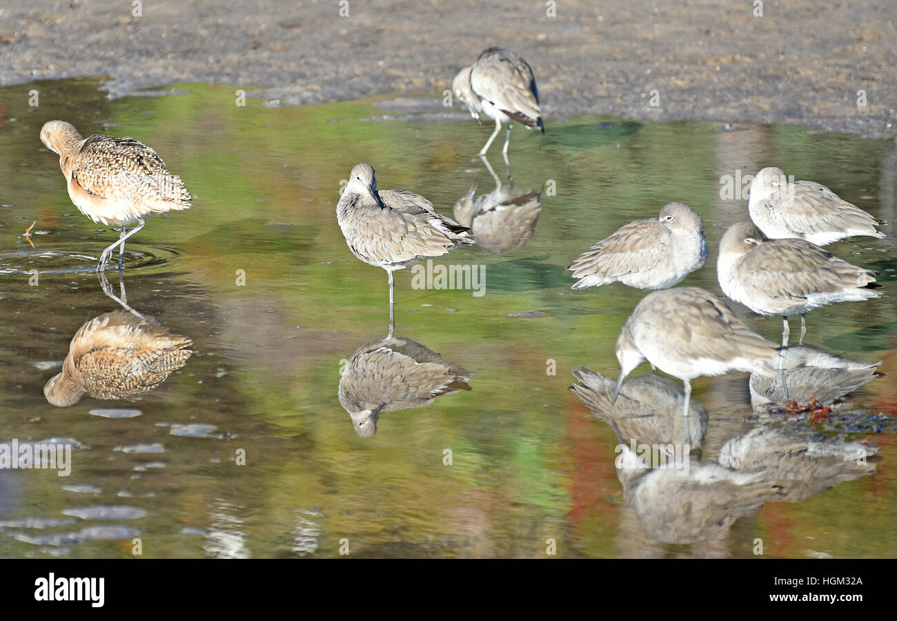 La Barge marbrée (Limosa fedoa) se nourrissant dans un bassin de marée le long de la côte de Californie. Banque D'Images
