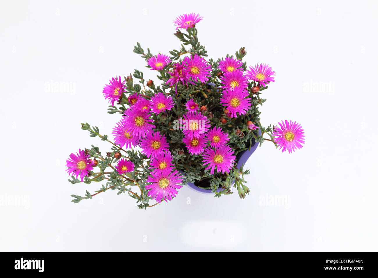 Mesembryanthemum Blueberry Rumble ou connu comme Lampranthus Blueberry against white background Banque D'Images