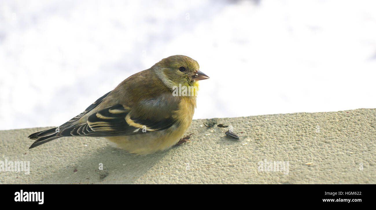 Mignon petit biride, chardonneret femelle sur un rebord de fenêtre, Close up detail. Banque D'Images