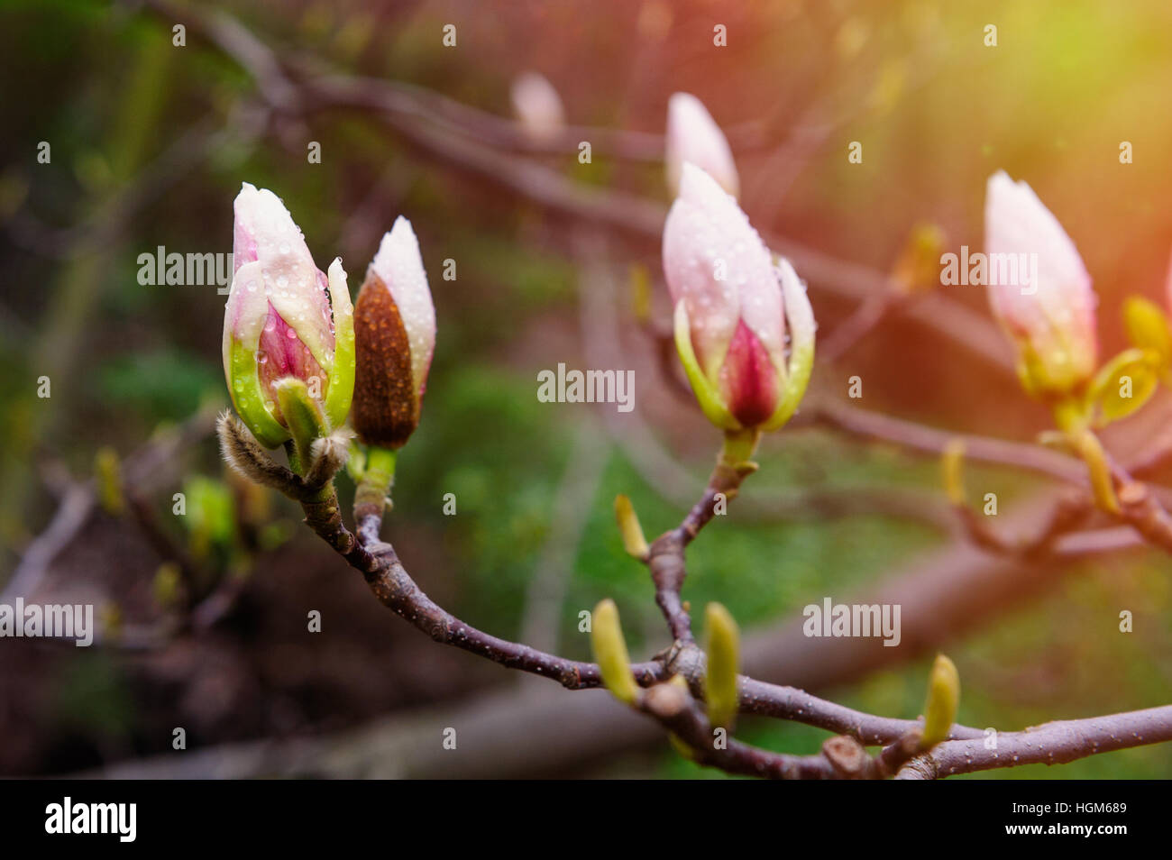 Magnolia arbre en fleurs au printemps Park outdoor Banque D'Images