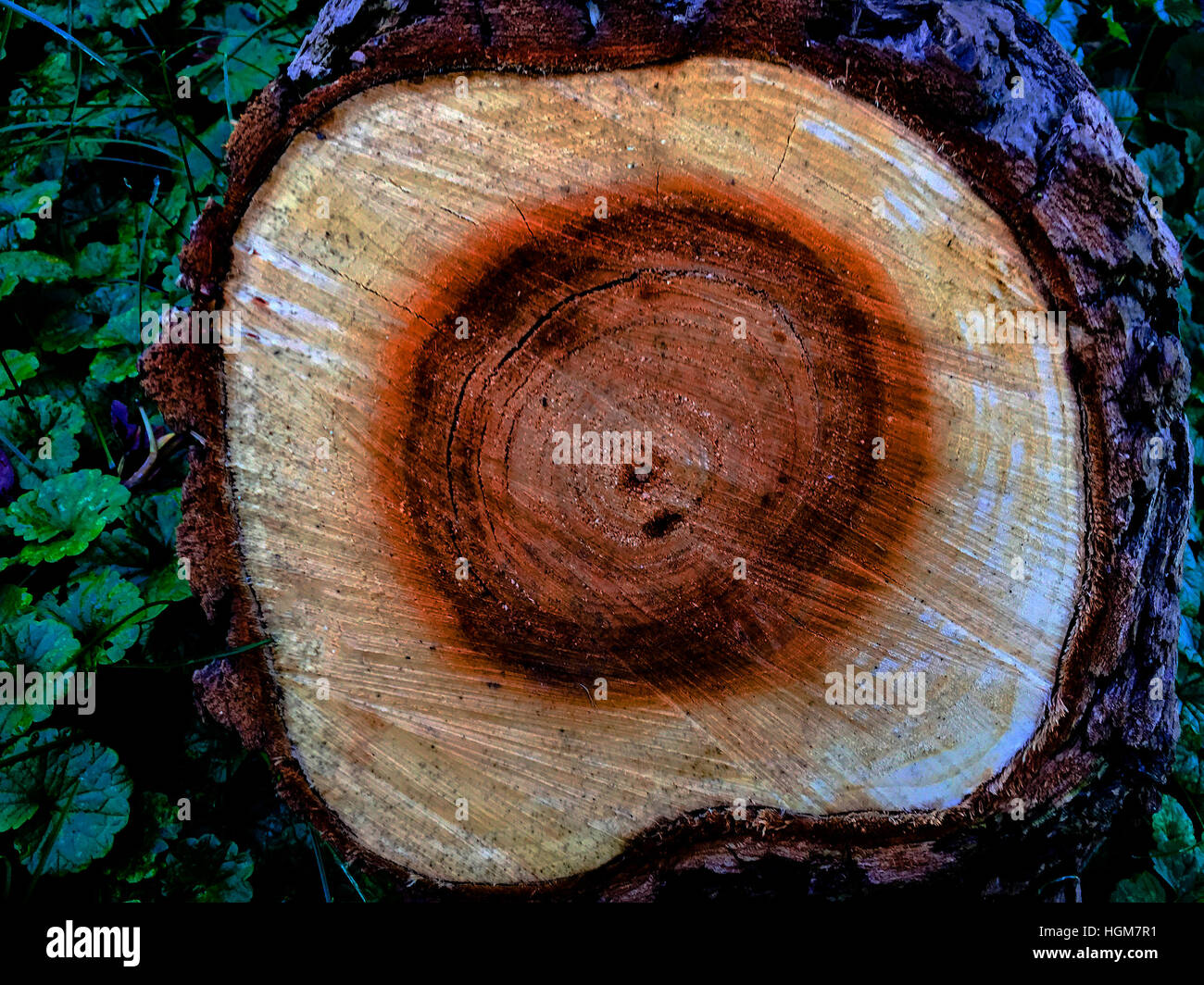 Coupe transversale d'un arbre de feuillus fraîchement abattu, Ontario, Canada Banque D'Images