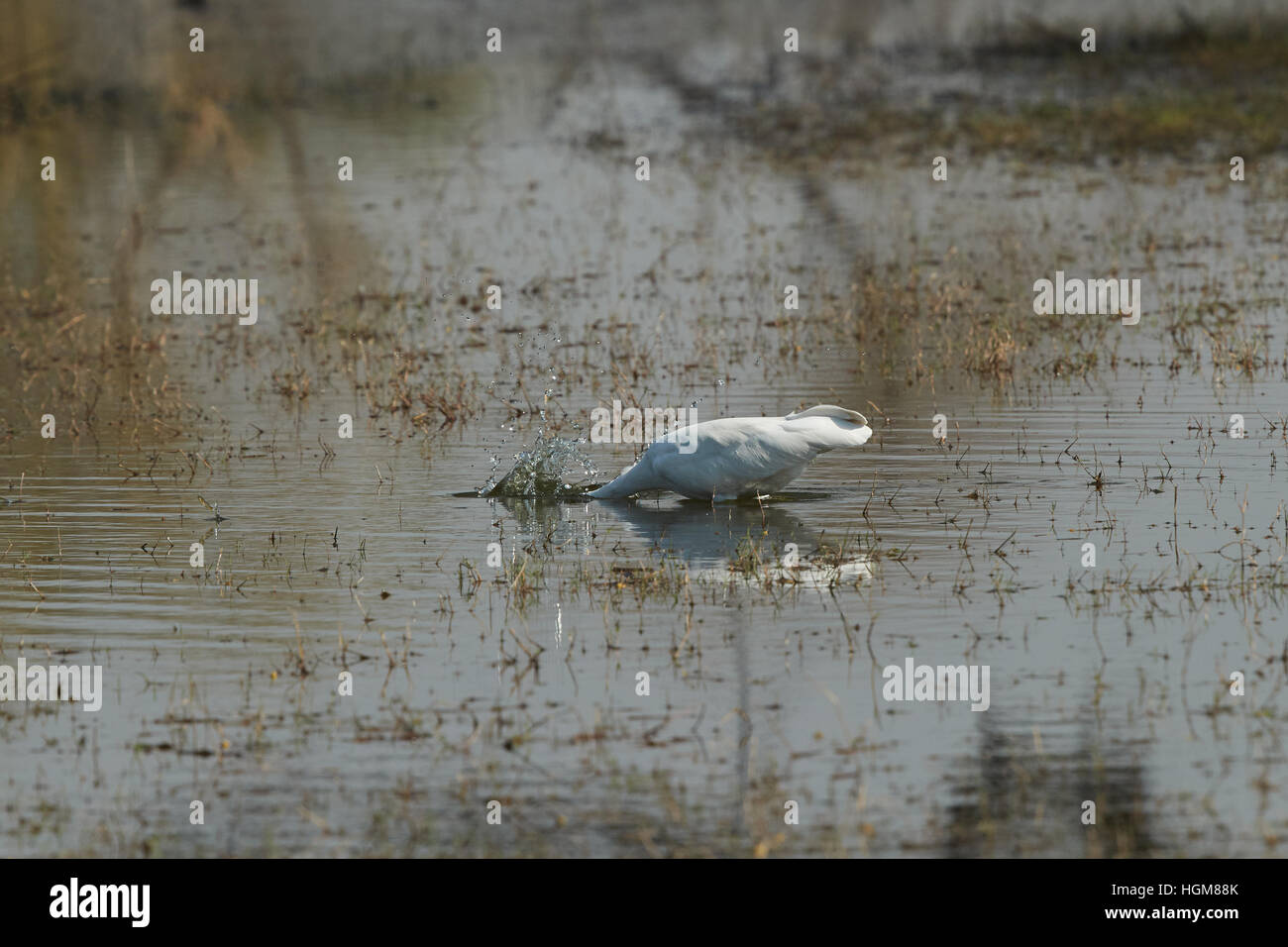 Grande aigrette (Ardea alba) pêche Banque D'Images