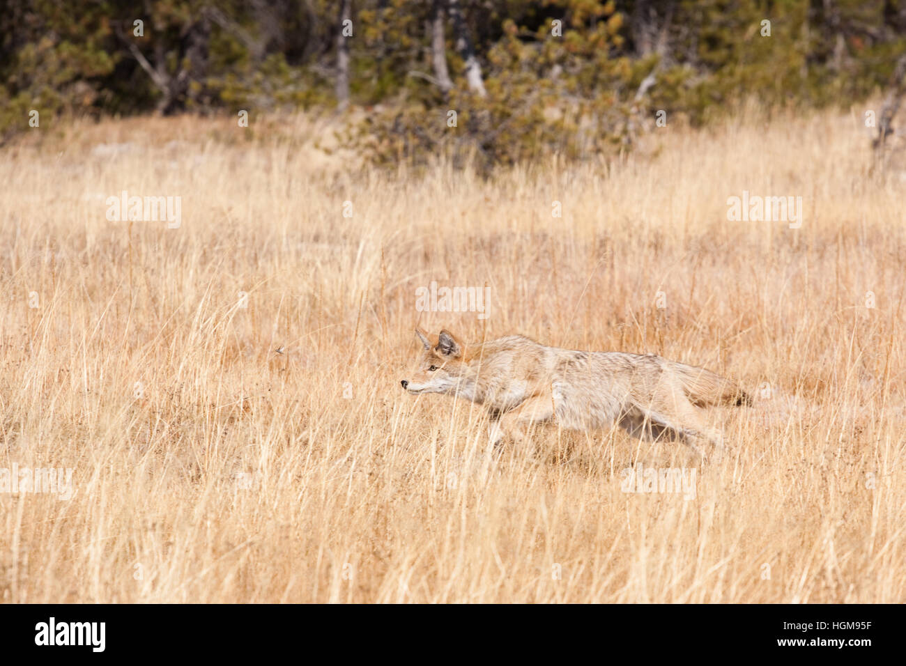 Un jeune coyote chasse pour déjeuner dans un champ d'or de hautes herbes. Le coyote est en marche après une sauterelle que tassé. Banque D'Images