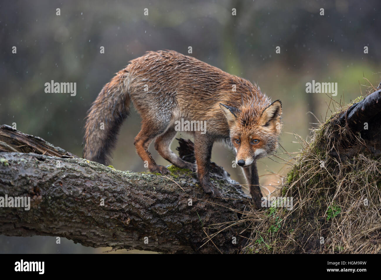 Red Fox / Rotfuchs ( Vulpes vulpes ), grimpant sur un tronc d'arbre tombé, curieux, un jour de pluie, en fourrure d'hiver humide. Banque D'Images