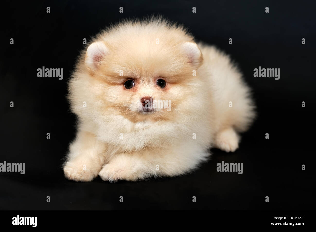 Spitz Pomeranian cream long manteau noir sur fond isolé Photo Stock - Alamy