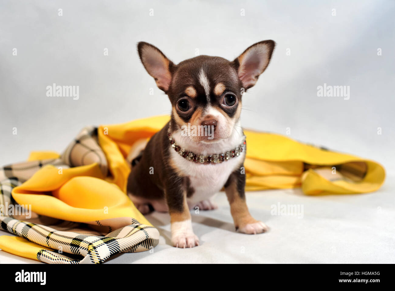 Cheveux courts brun mignon chiot Chihuahua et châle sur fond blanc. Banque D'Images