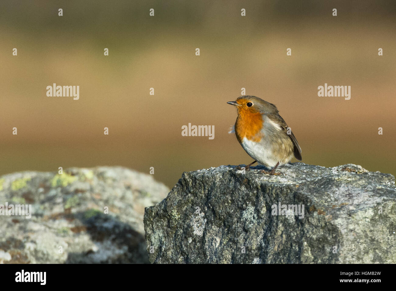 Robin redbreast assis sur un mur de pierre Banque D'Images