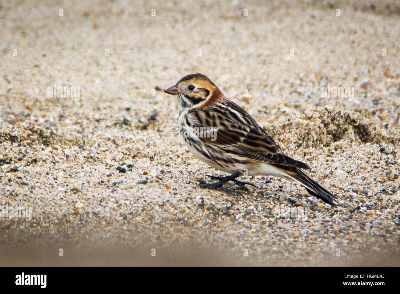 Lapland Bunting ou Bruant lapon (Calcarius lapponicus) dans le sable - un rare visiteur à l'Irlande Banque D'Images