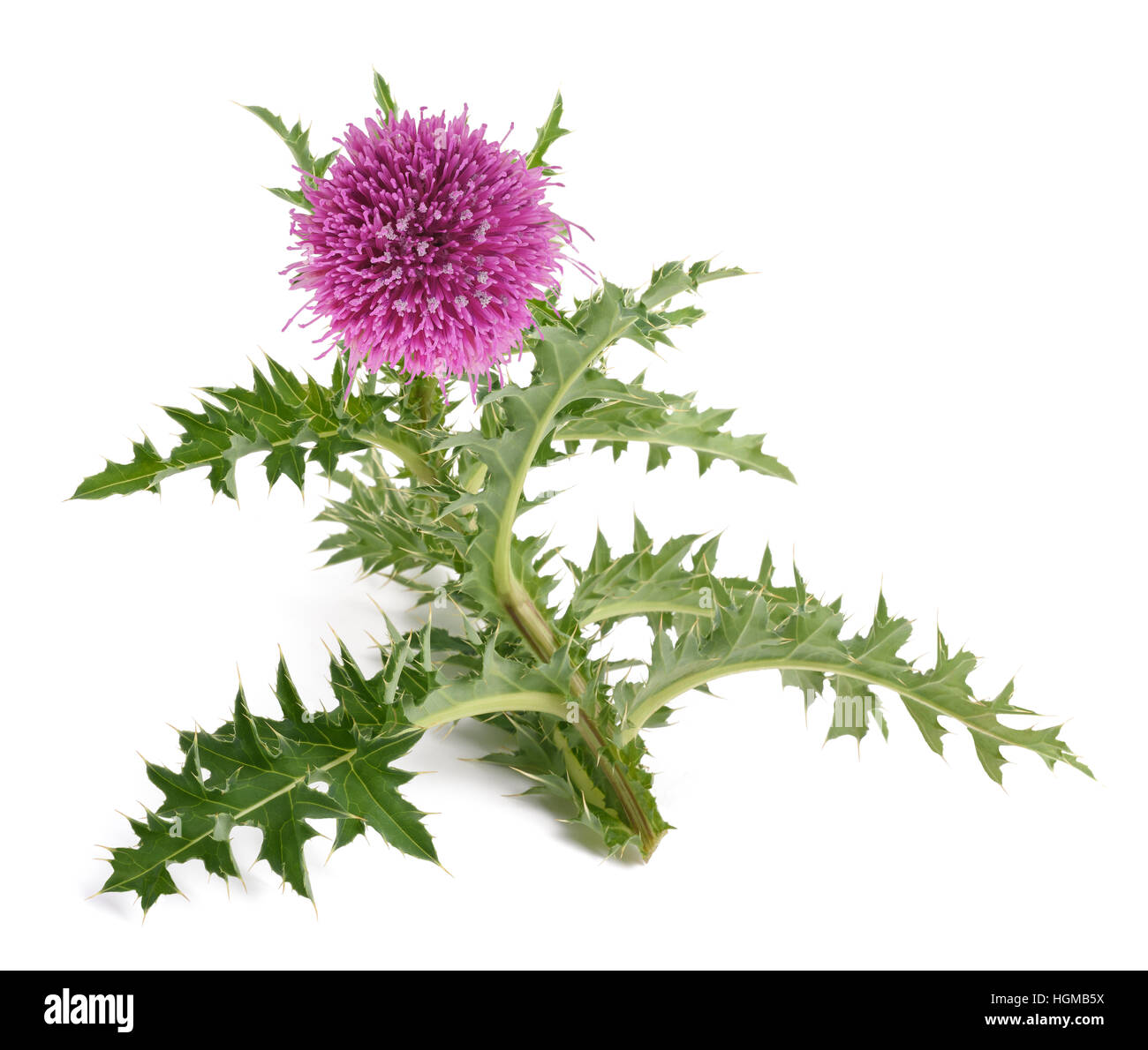 Thistle flower isolated on white background Banque D'Images