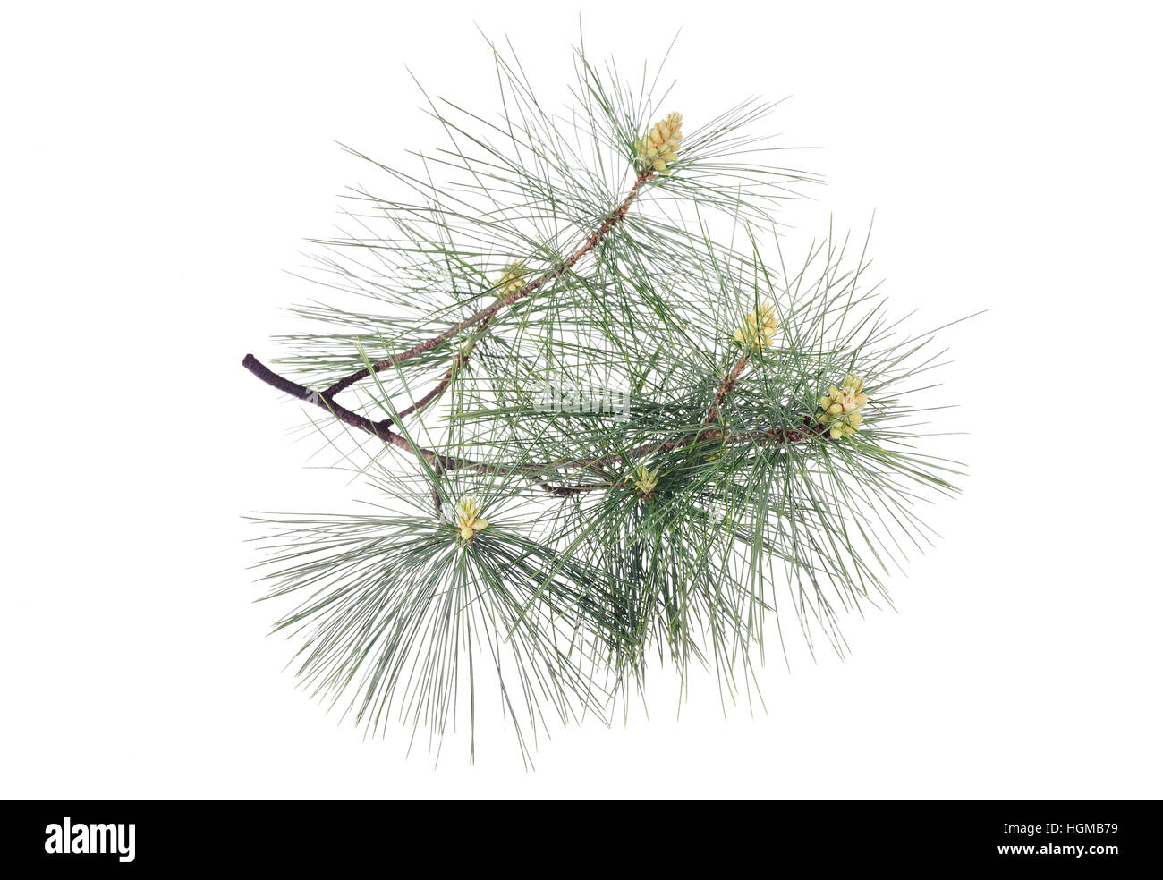 La direction générale en pin suisse isolated on white Banque D'Images