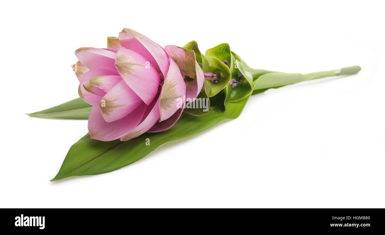 Fleur de Curcuma isolé sur fond blanc Banque D'Images