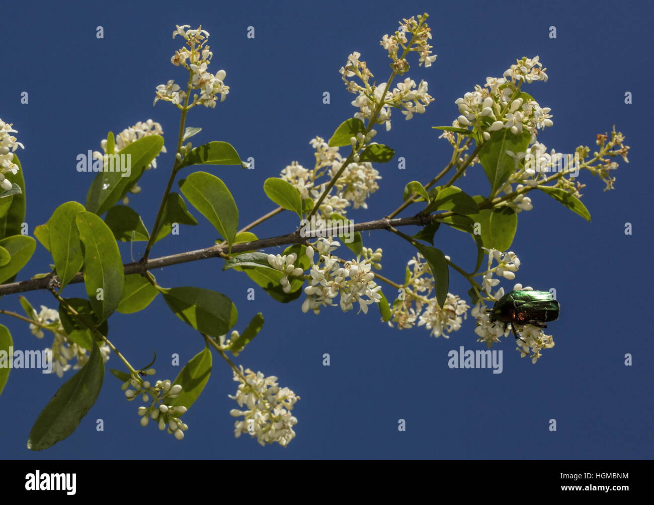 Chafer beetle Rose, Cetonia aurata, se nourrir sur les fleurs de troène. Banque D'Images