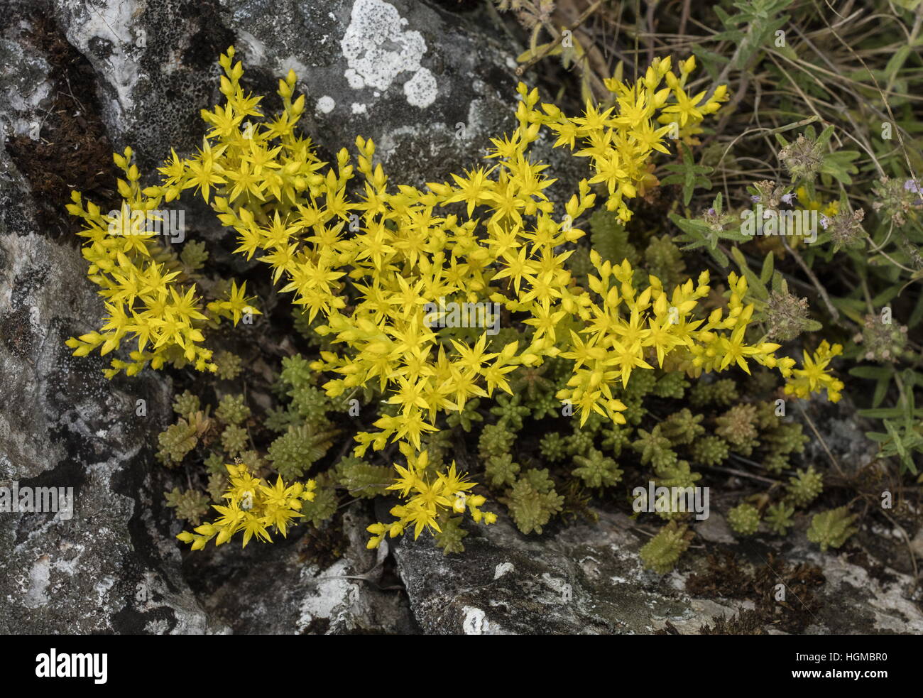 Tasteless stonecrop Sedum sexangulare, en fleurs sur la prairie calcaire, la Slovaquie. Banque D'Images