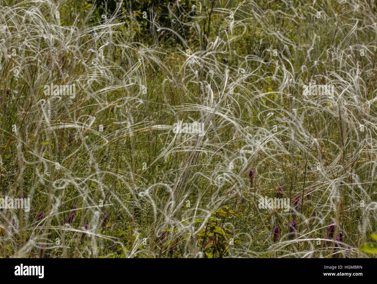 Une plume de l'herbe, Stipa capillata, après la floraison sur les colline calcaire, la Hongrie. Banque D'Images