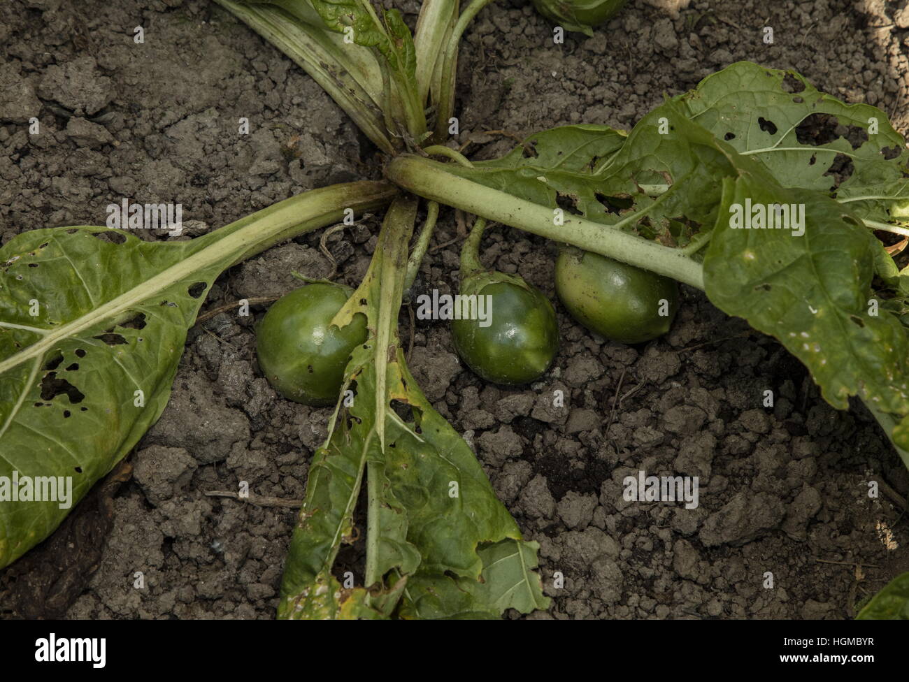 Mandrake, Mandragora officinalis dans les fruits après la floraison de printemps. Banque D'Images