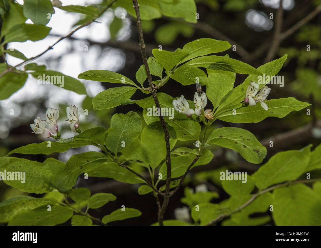 Black-femelles oeuvées, Chèvrefeuille Lonicera nigra en fleur dans les Tatras, Pologne. Banque D'Images