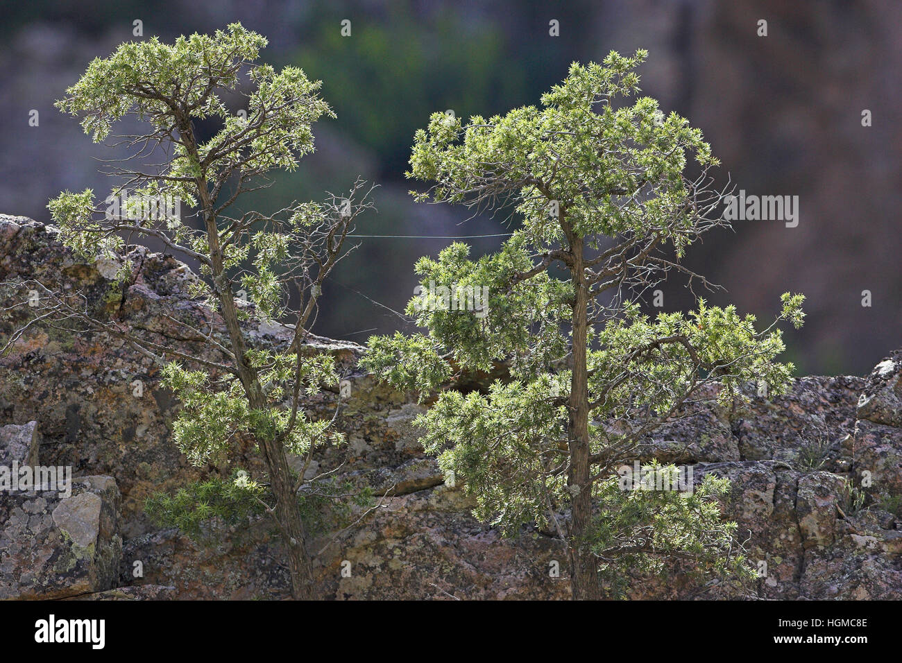 Le genévrier commun Juniperus communis croissant dans une crevasse rocheuse de la vallée de l'Asco Corse France Banque D'Images
