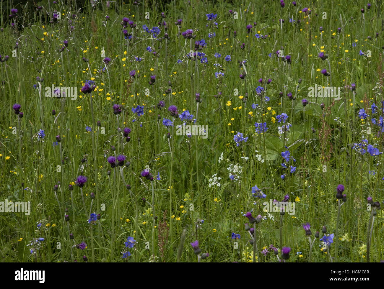 Réserve naturelle des prairies humides dans la vallée de Hnilec, Slovaquie ; avec l'échelle de Jacob, Brook Thistle etc. Banque D'Images
