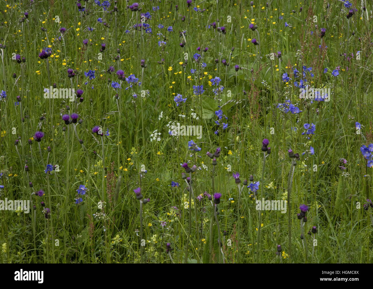 Réserve naturelle des prairies humides dans la vallée de Hnilec, Slovaquie ; avec l'échelle de Jacob, Brook Thistle etc. Banque D'Images