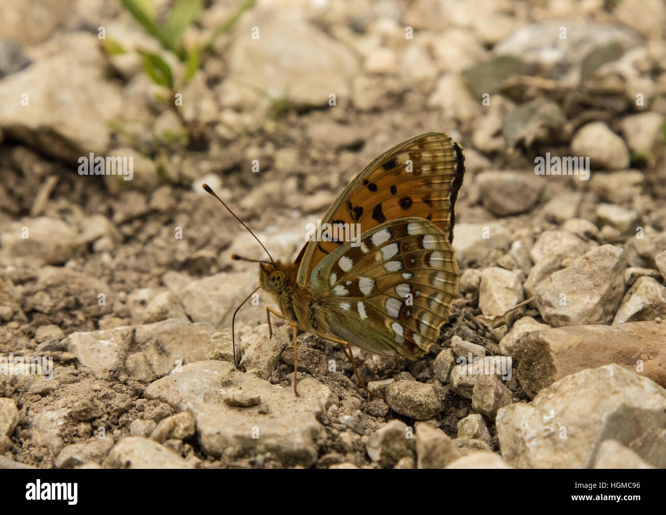 High Brown fritillary Argynnis adippe, se nourrissant de calcaire humide de gravier de rivière. Banque D'Images