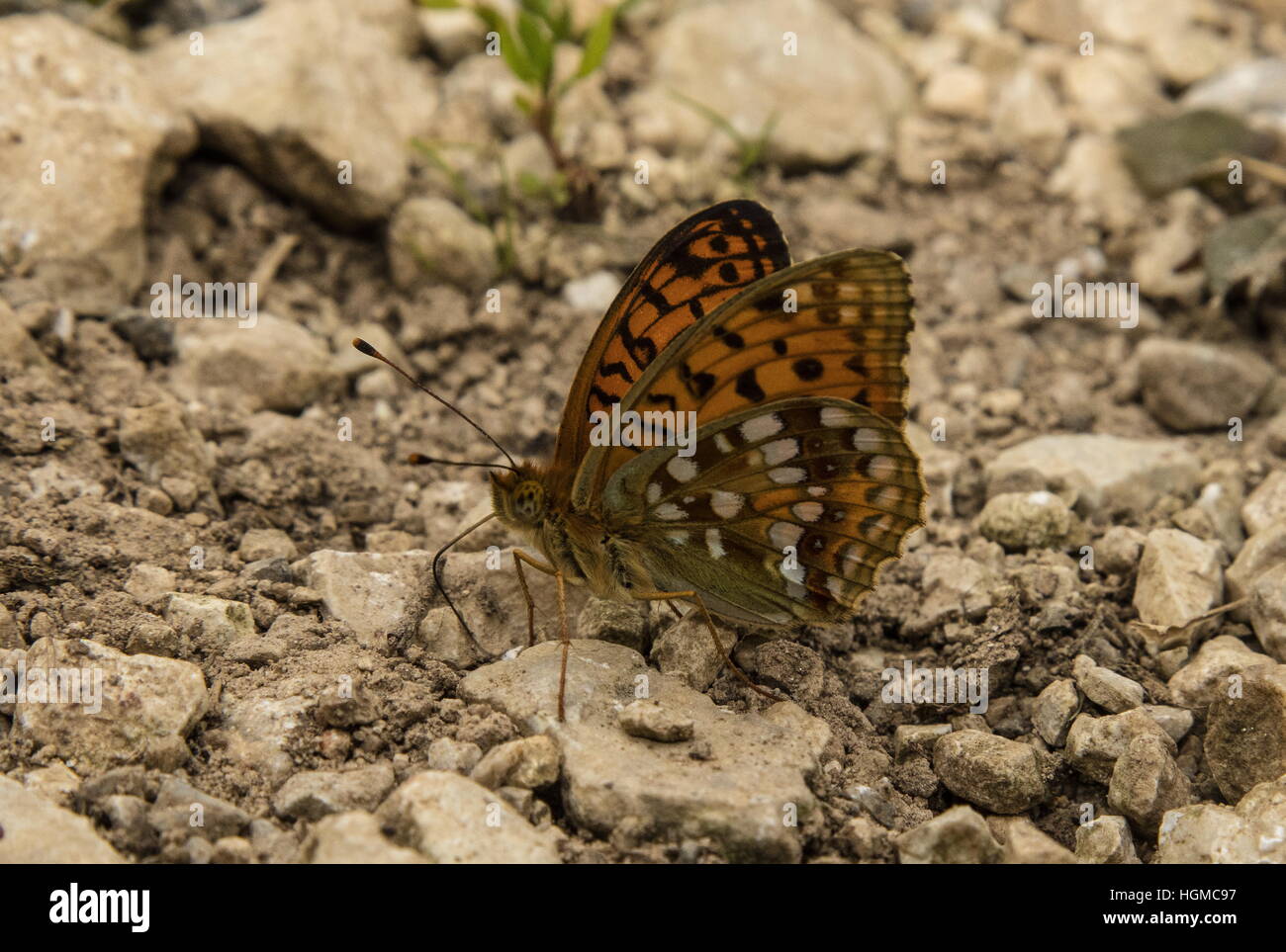 High Brown fritillary Argynnis adippe, se nourrissant de calcaire humide de gravier de rivière. Banque D'Images