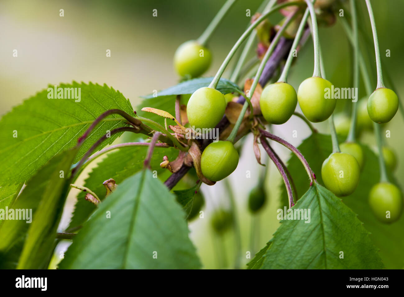 Le fruit non mûr cherry branch en lumière naturelle Banque D'Images