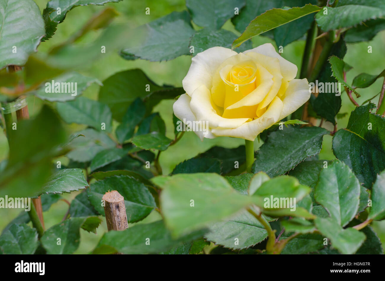 Rose jaune dans jardin naturel. Banque D'Images
