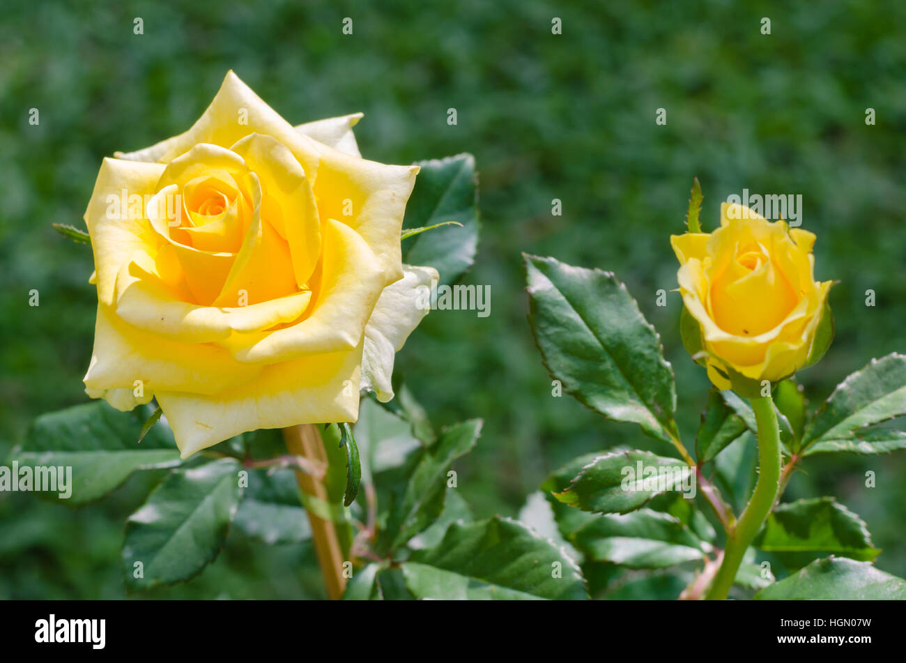 Rose jaune dans jardin naturel. Banque D'Images