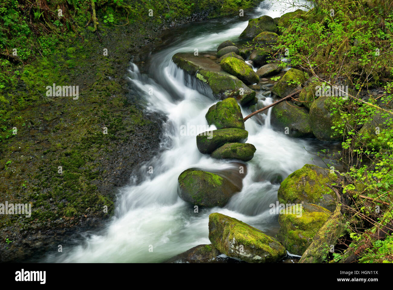 Ou02215-00...OREGON - des roches couvertes de mousse dans Multnomah Creek dans la gorge du Columbia National Scenic Area. Banque D'Images