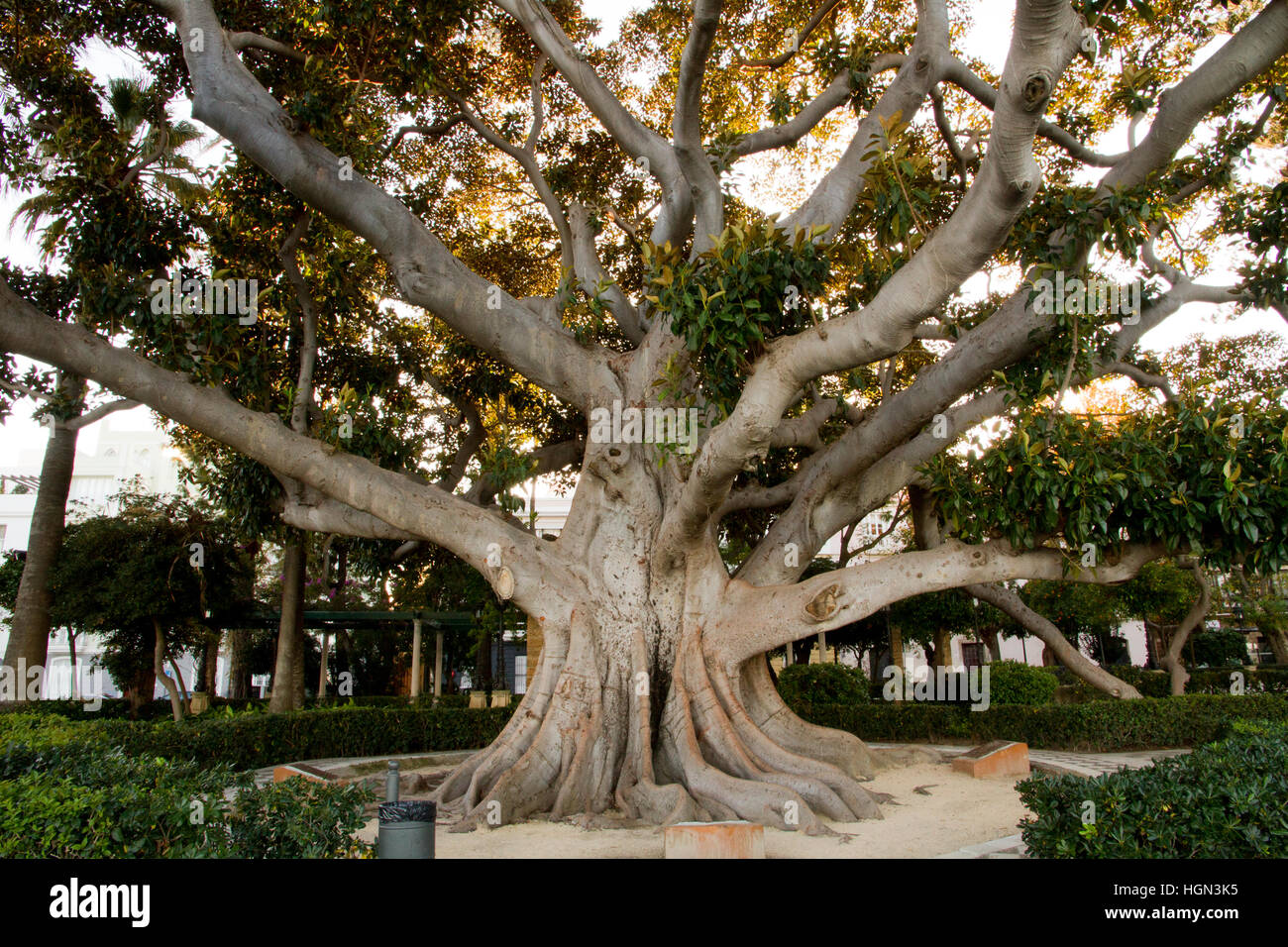 Ancien grand arbre, Cadiz Andalousie, sud-ouest de l'Espagne Banque D'Images