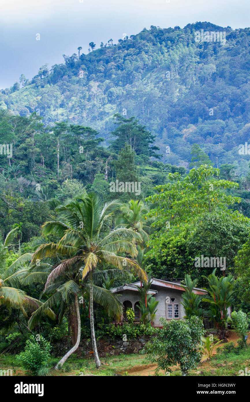La forêt de Sinharaja réserve naturelle, Sri Lanka Banque D'Images