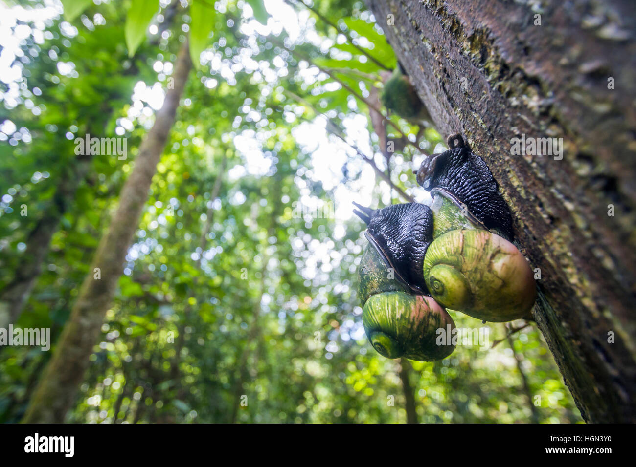 Escargot arbre géant dans la réserve forestière de Sinharaja, Sri Lanka ; espèce Acavus Acavidae de famille phoenix Banque D'Images