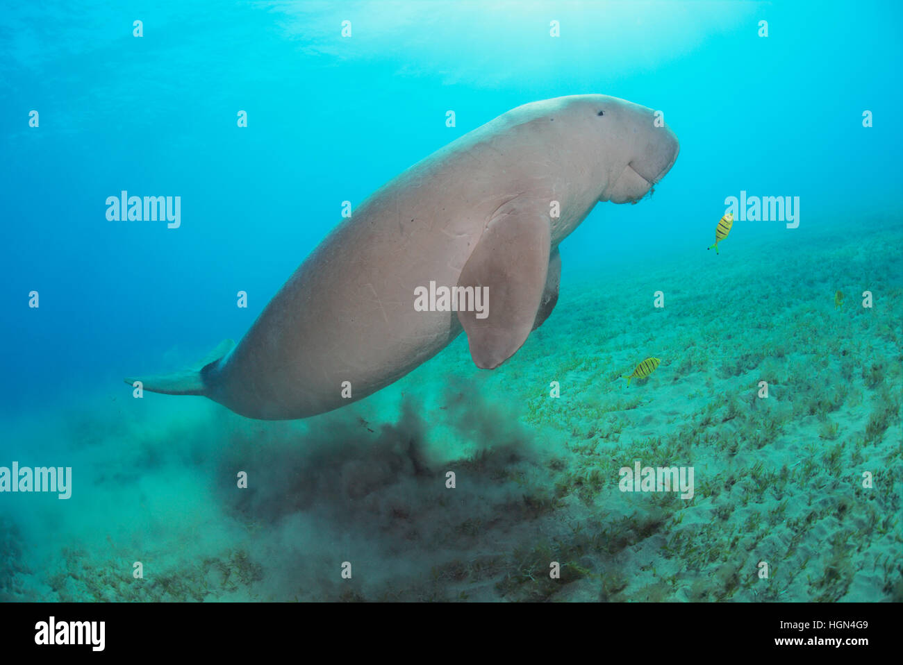 Dugong dugon - un mammifère marin de l'ordre des siréniens nage au-dessus de la mer peu profonde zone d'herbe dans la mer Rouge. Banque D'Images