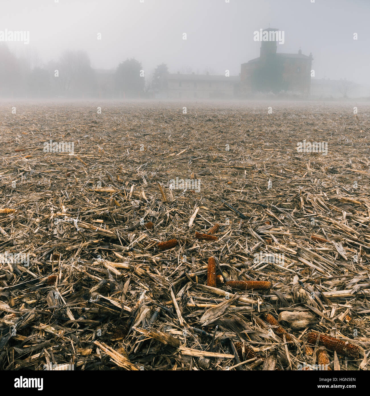 Une église dans le brouillard dense de la région Lombardie en Italie au cours de l'hiver, champ de maïs congelé dystopique - se sentir et paraître Banque D'Images
