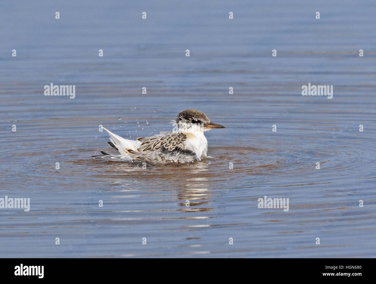 Sterne naine (Sternula albifrons albifrons) baignade en mer pour mineurs Eccles-sur-Mer, juillet Norfolk Banque D'Images