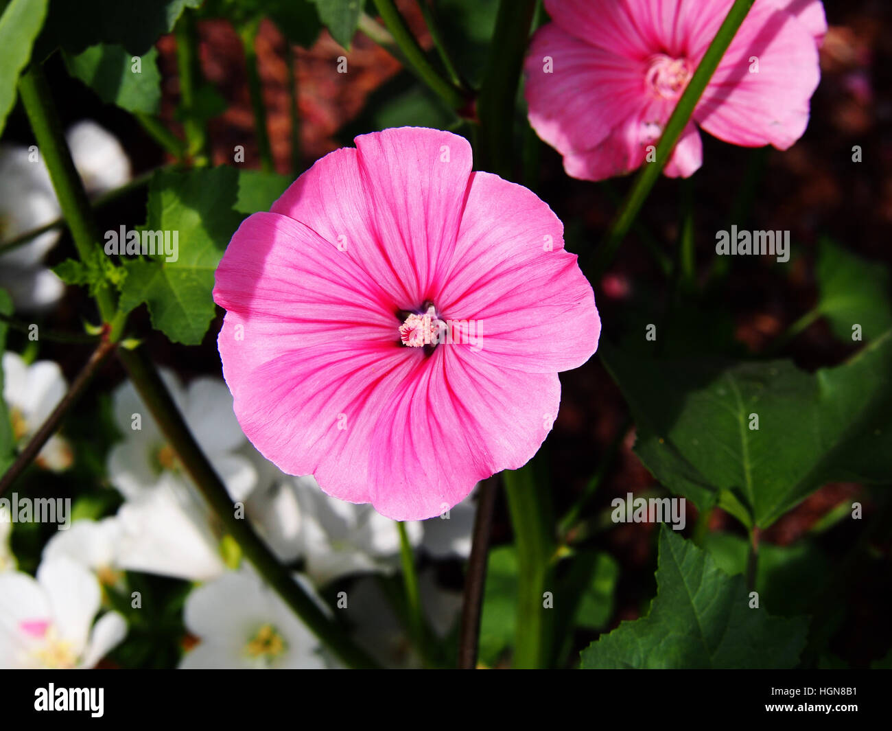 Lavatera trimestris (syn. Althaea trimestris) - mauve annuel Banque D'Images