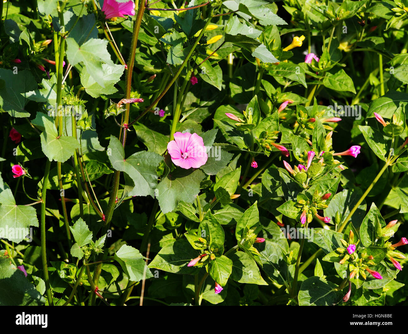 Lavatera trimestris (syn. Althaea trimestris) - mauve annuel Banque D'Images