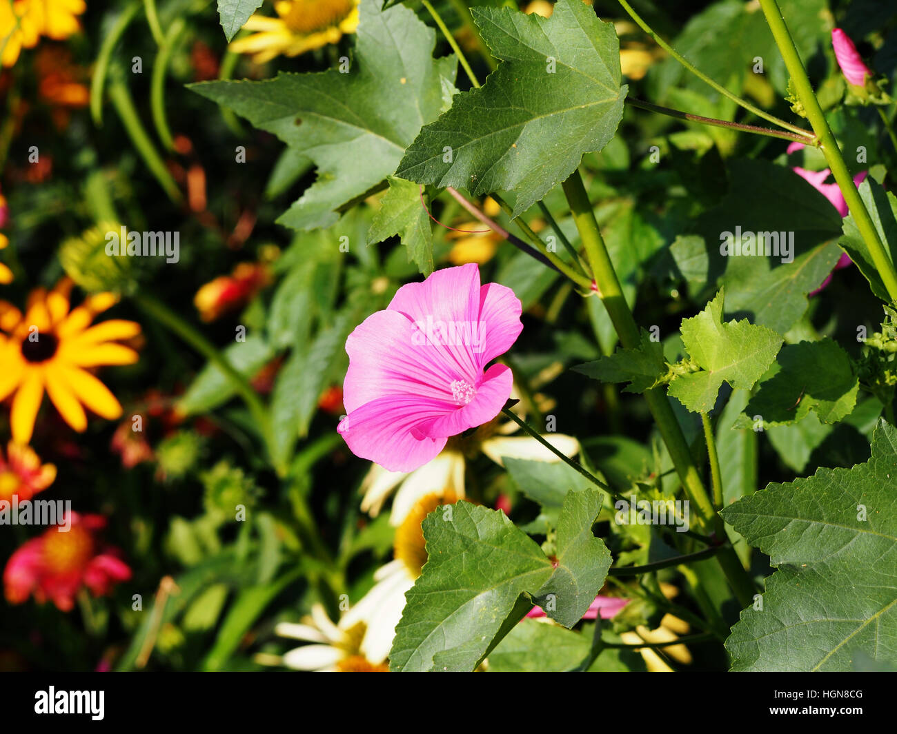 Lavatera trimestris (syn. Althaea trimestris) - mauve annuel Banque D'Images