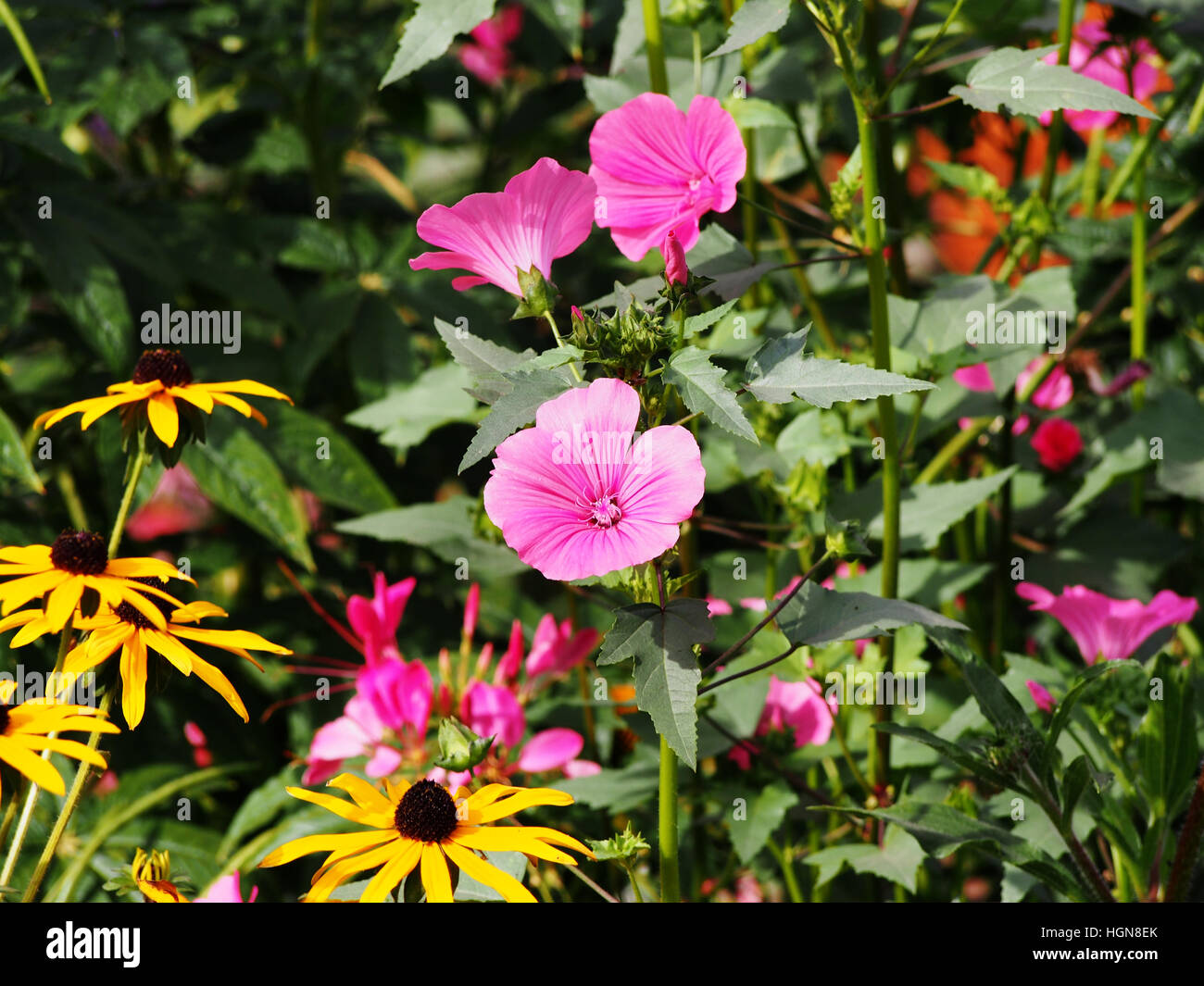 Lavatera trimestris (syn. Althaea trimestris) - mauve annuel Banque D'Images