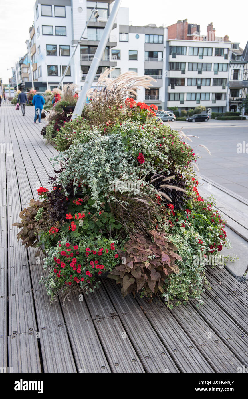Décoration de fleurs colorées sur un plancher de bois à Koksijde, Belgique Banque D'Images