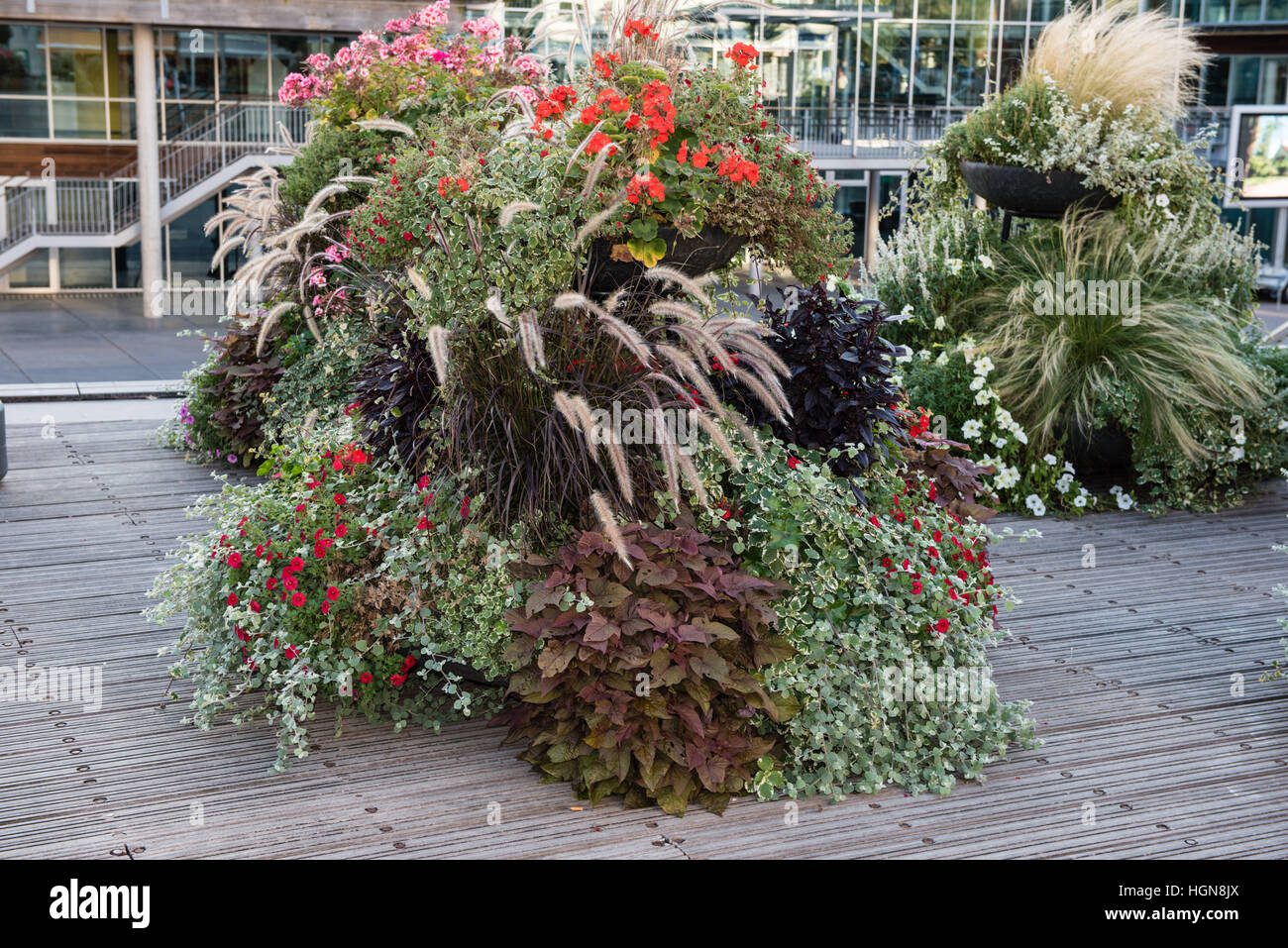 Décoration de fleurs colorées sur un plancher de bois à Koksijde, Belgique Banque D'Images