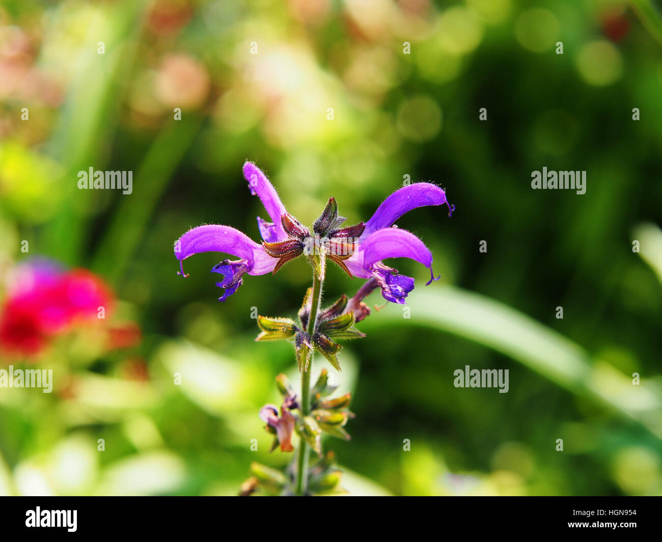 Salvia pratensis - meadow clary, meadow sage Banque D'Images