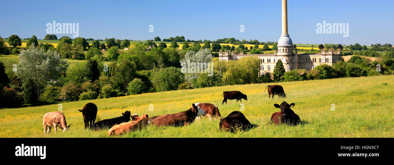L'été, Juillet, Août,vaches près de Bliss Tweed Mill,village Chipping Norton, Oxfordshire, Angleterre,UK Cotswolds Banque D'Images