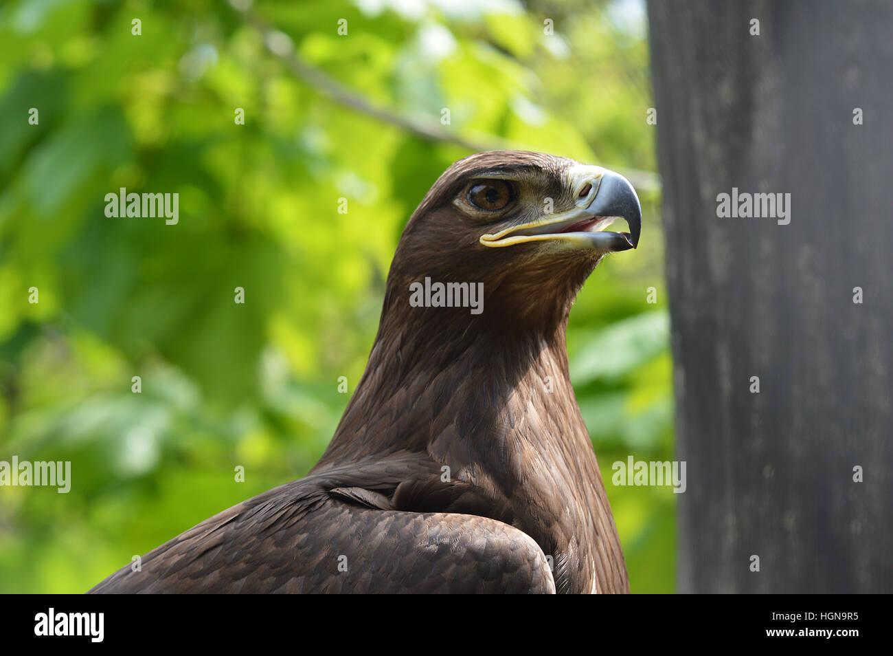 Eagle sur un arbre d'oiseaux sauvages Banque D'Images