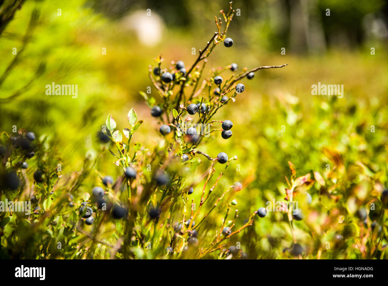 NP Forêt bavaroise, frais du paysage forestier, parc national, où le monde est encore dans l'ordre, location, vacances, loisirs, arbres Banque D'Images