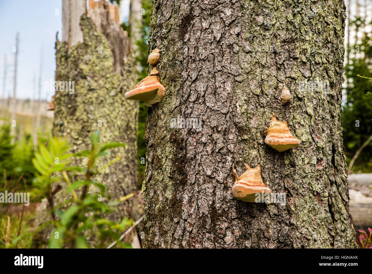 NP Forêt bavaroise, frais du paysage forestier, parc national, où le monde est encore dans l'ordre, location, vacances, loisirs, arbres Banque D'Images