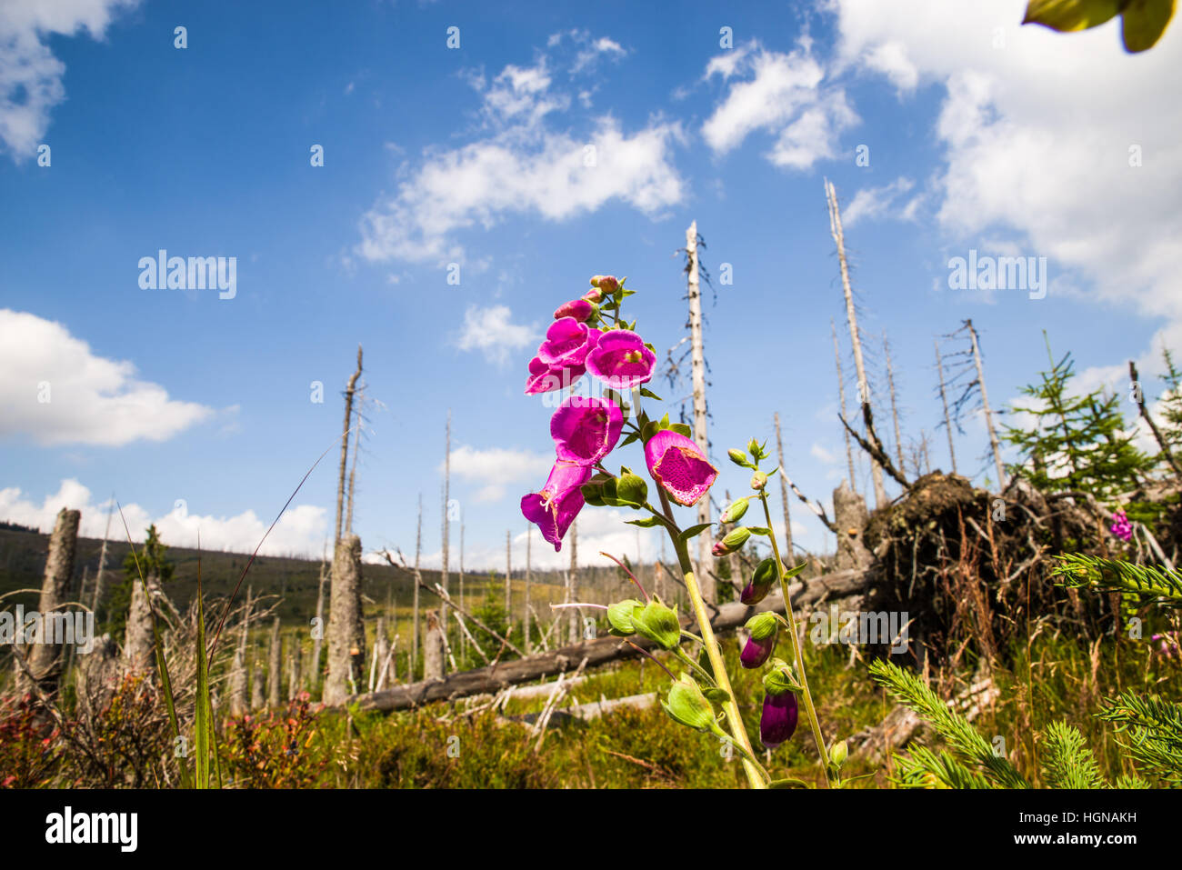 NP Forêt bavaroise, frais du paysage forestier, parc national, où le monde est encore dans l'ordre, location, vacances, loisirs, arbres Banque D'Images