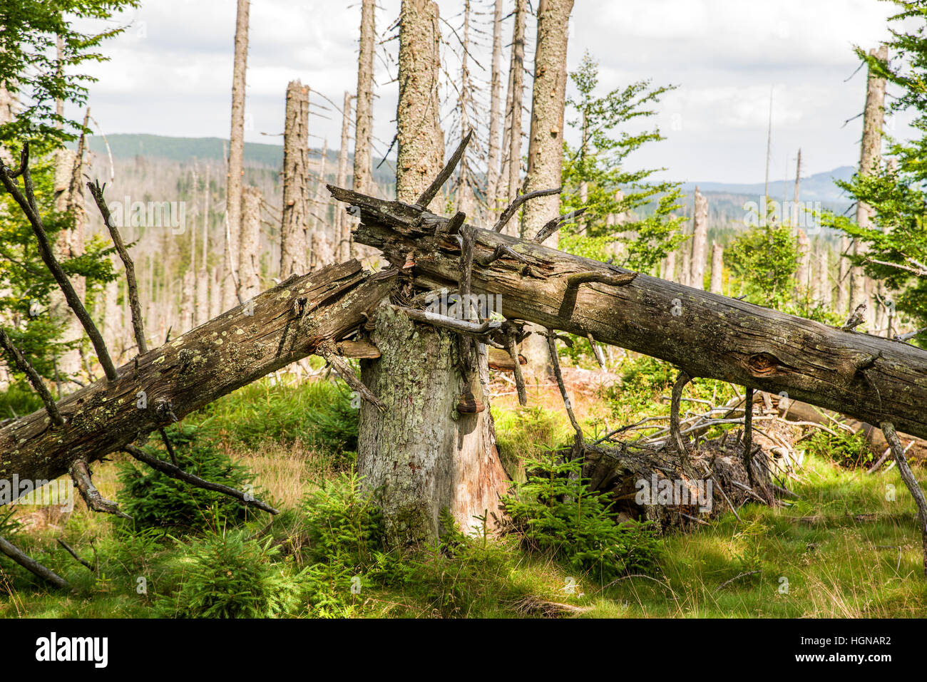NP Forêt bavaroise, frais du paysage forestier, parc national, où le monde est encore dans l'ordre, location, vacances, loisirs, arbres Banque D'Images