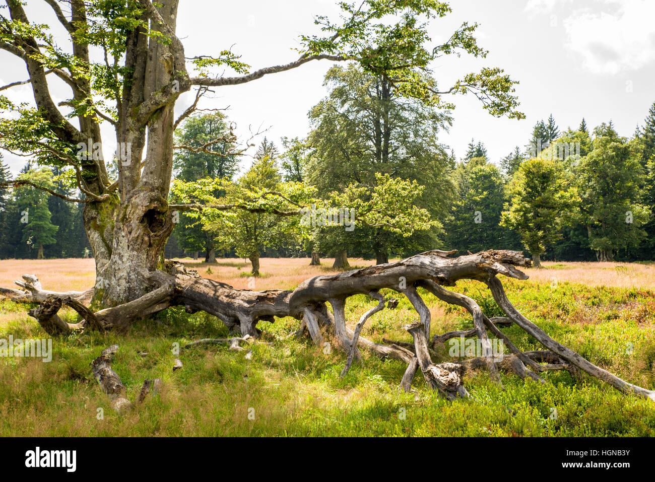 NP Forêt bavaroise, frais du paysage forestier, parc national, où le monde est encore dans l'ordre, location, vacances, loisirs, arbres Banque D'Images