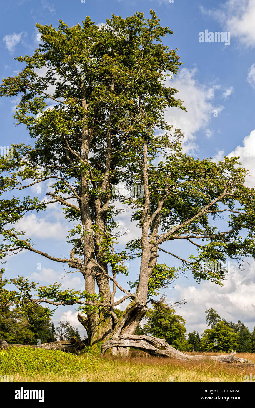 NP Forêt bavaroise, frais du paysage forestier, parc national, où le monde est encore dans l'ordre, location, vacances, loisirs, arbres Banque D'Images